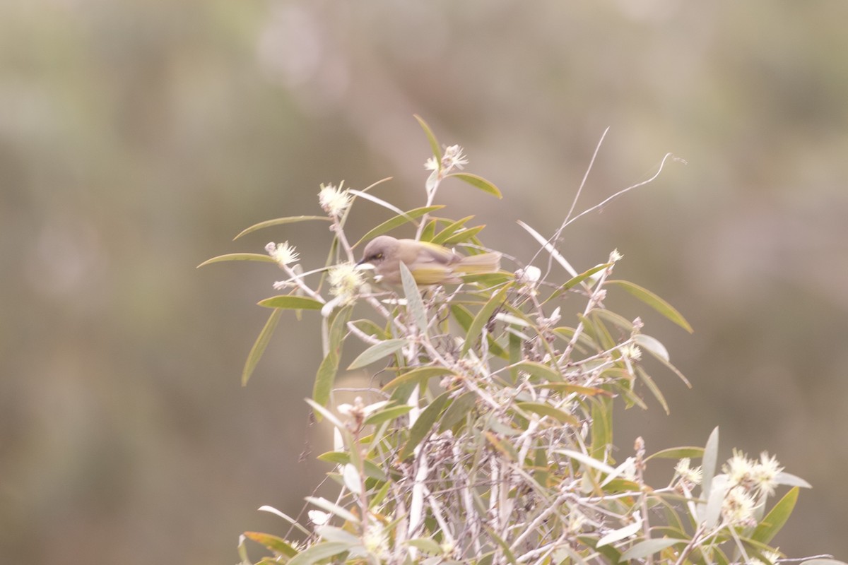 Brown Honeyeater - ML638346191