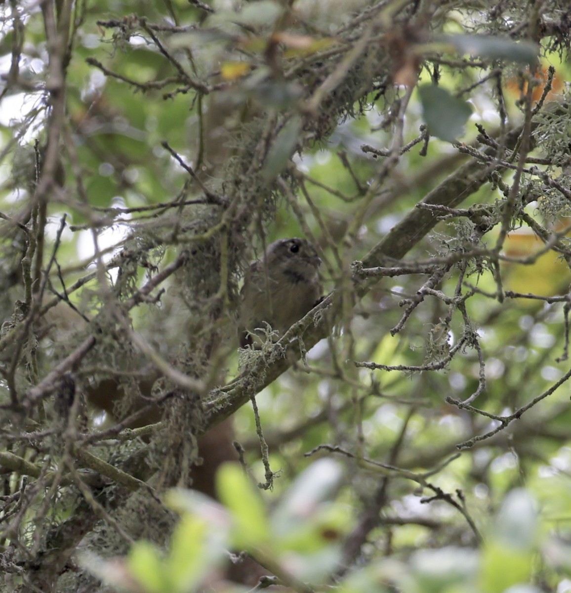 eikevireo - ML638346196