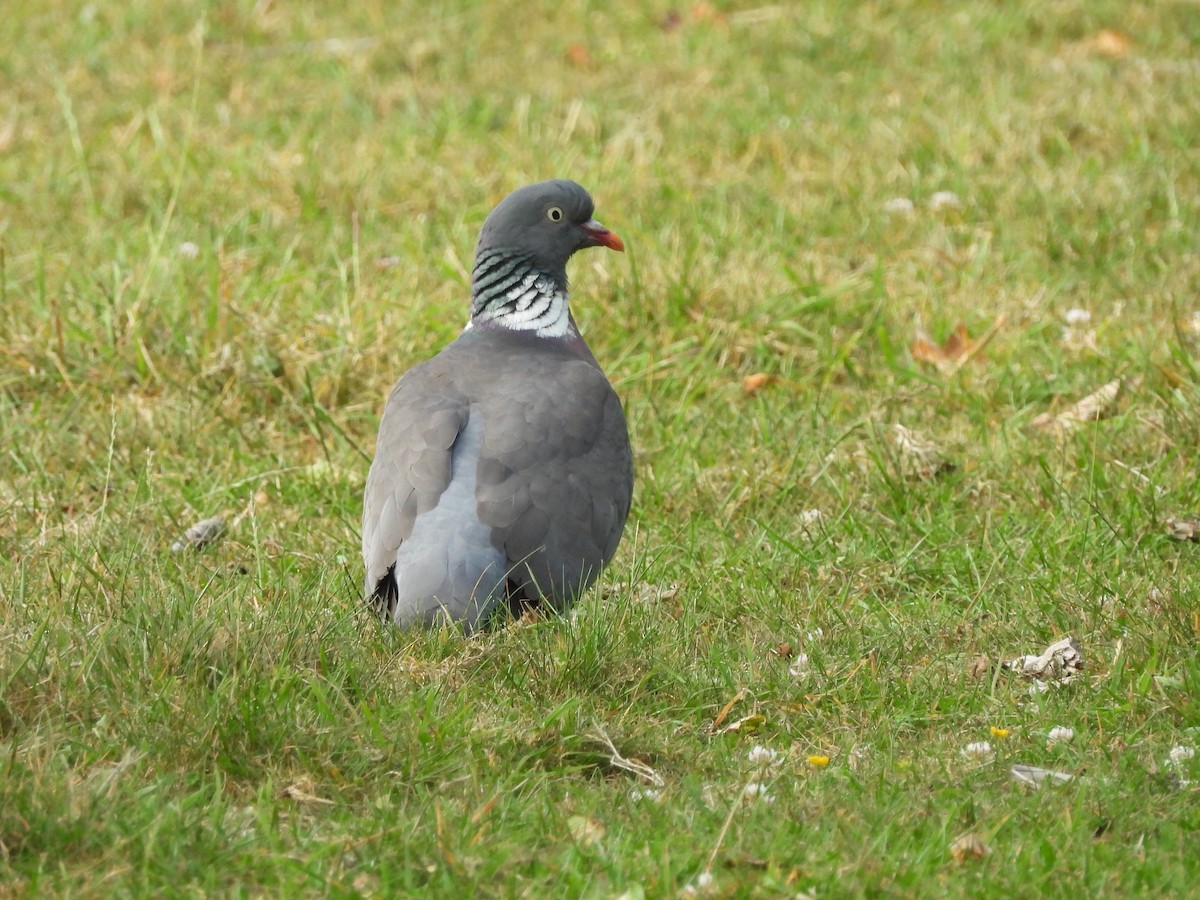 Common Wood-Pigeon - ML638346198