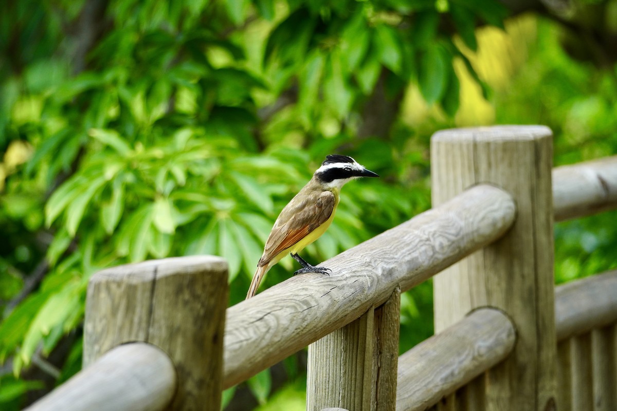 Social Flycatcher - ML638346199
