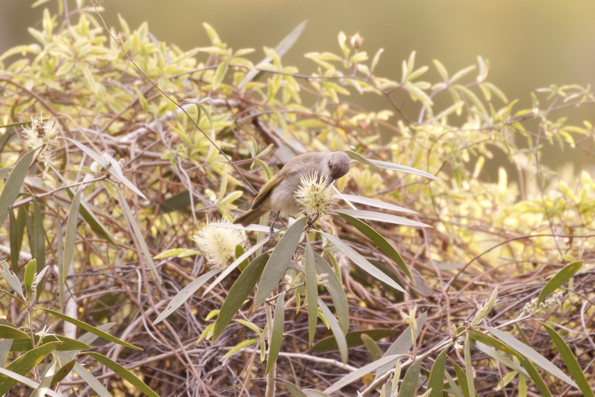Brown Honeyeater - ML638346200
