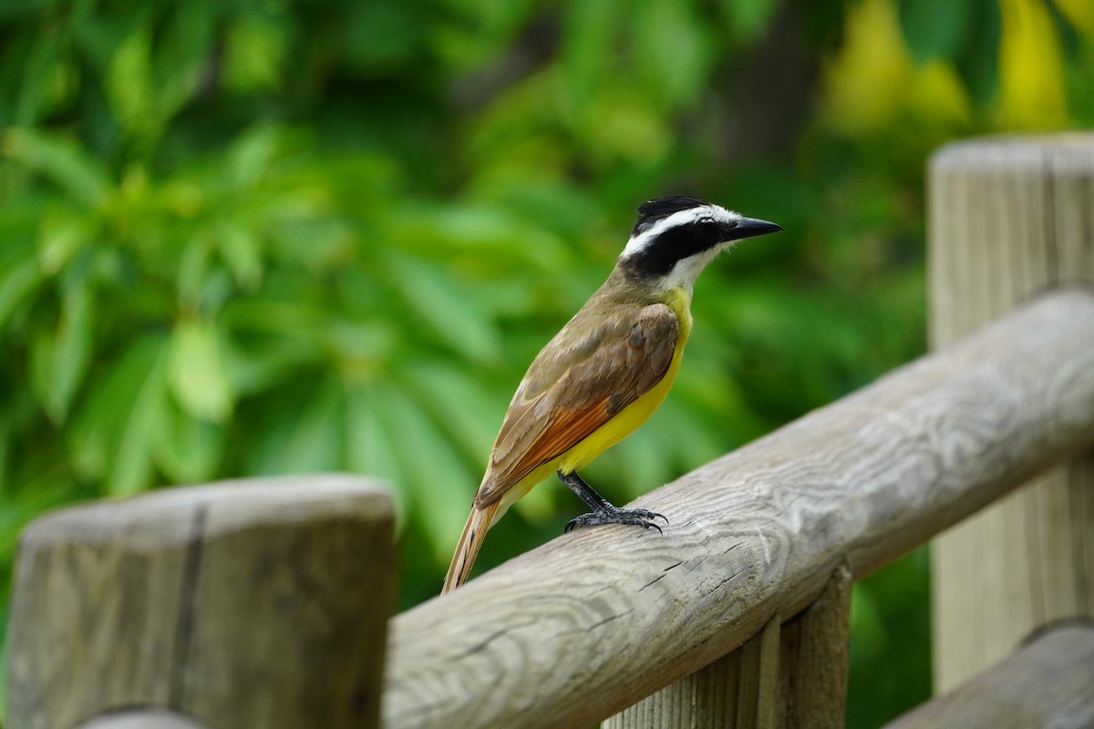 Social Flycatcher - ML638346201
