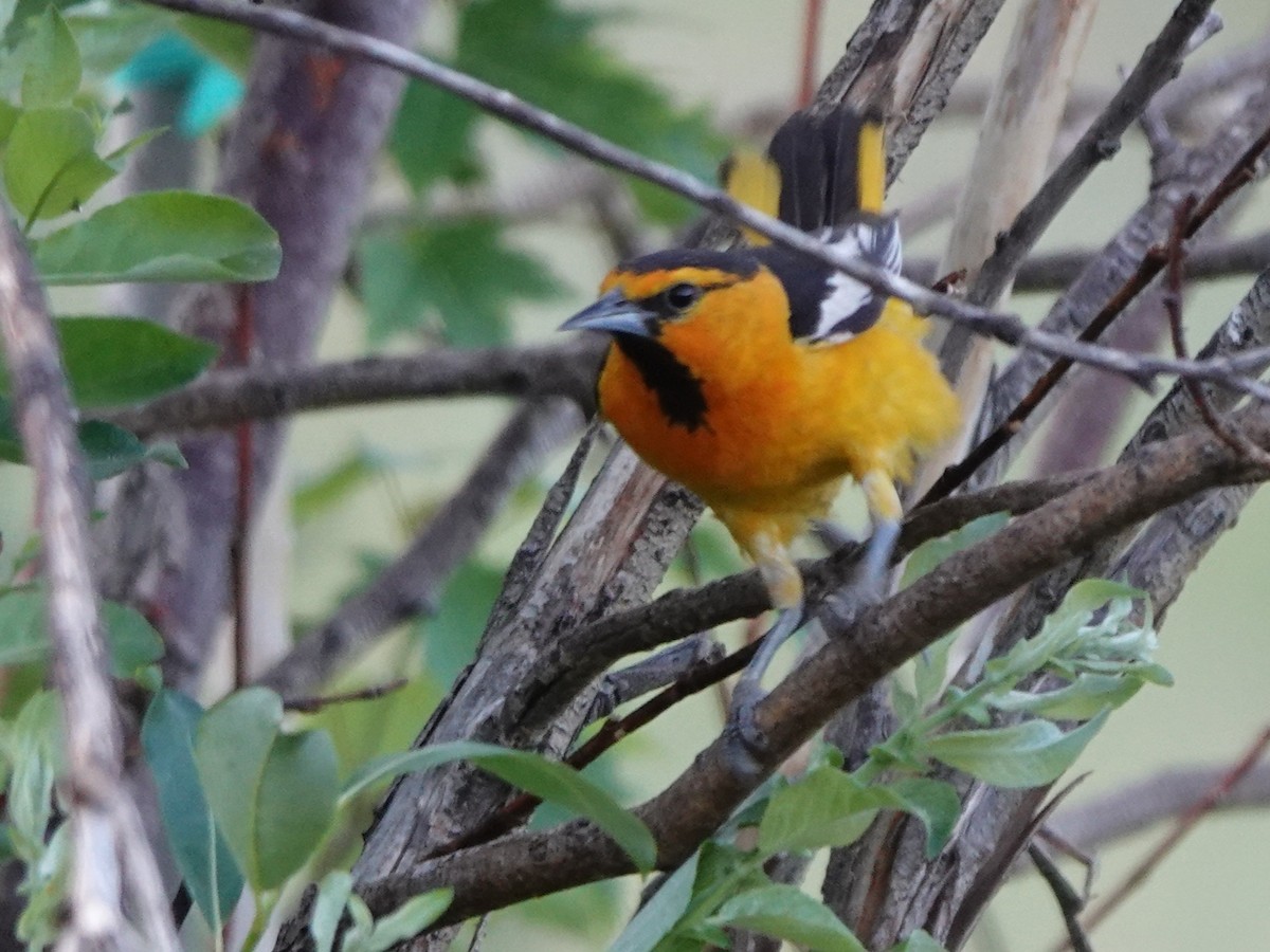 Bullock's Oriole - ML638346203