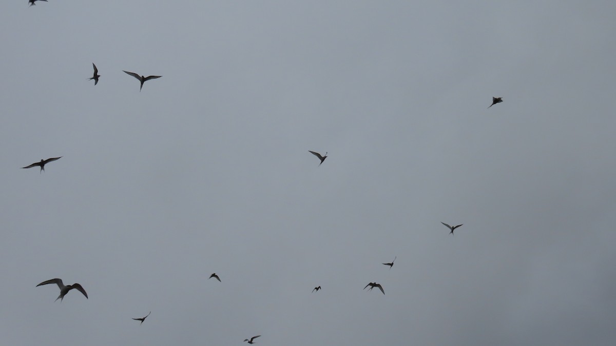 Arctic Tern - ML638346204