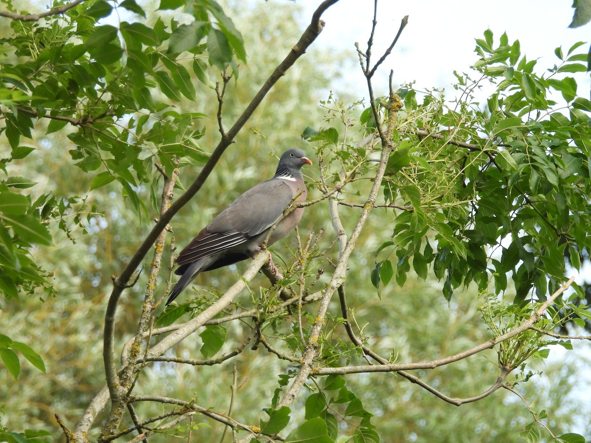 Common Wood-Pigeon - ML638346205
