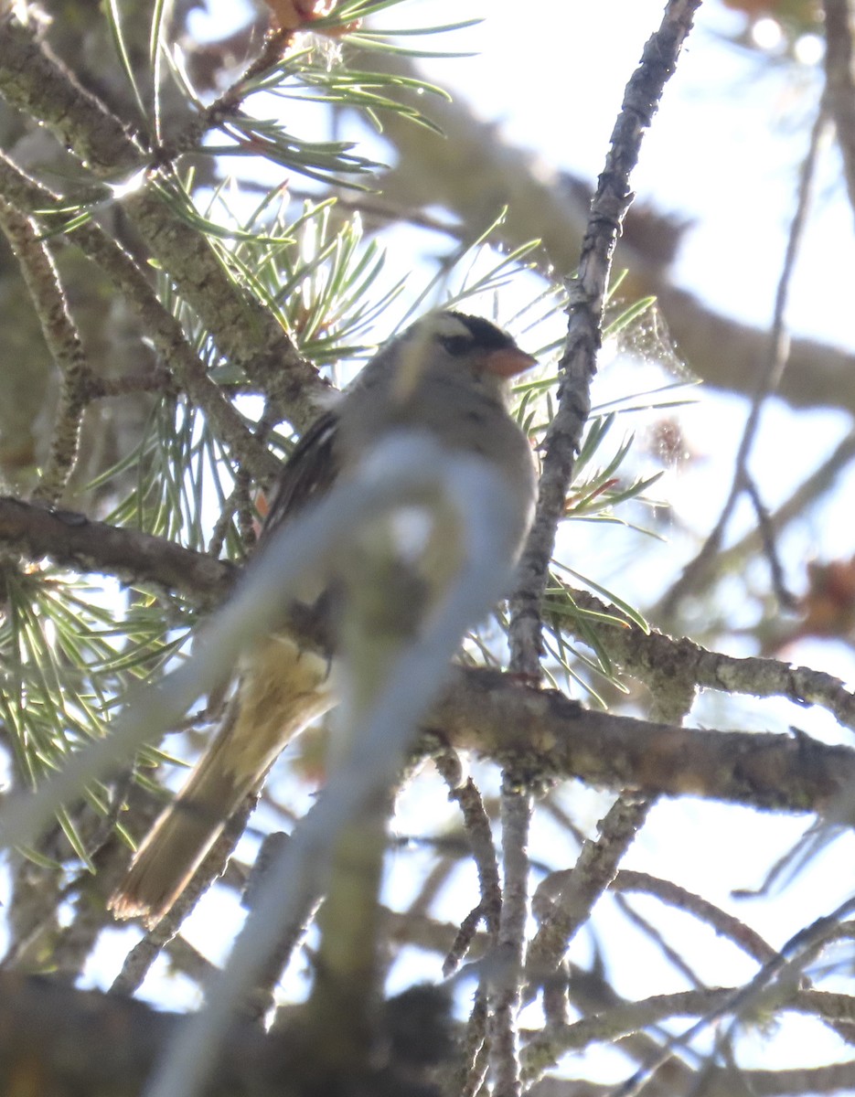 White-crowned Sparrow (oriantha) - ML638346206