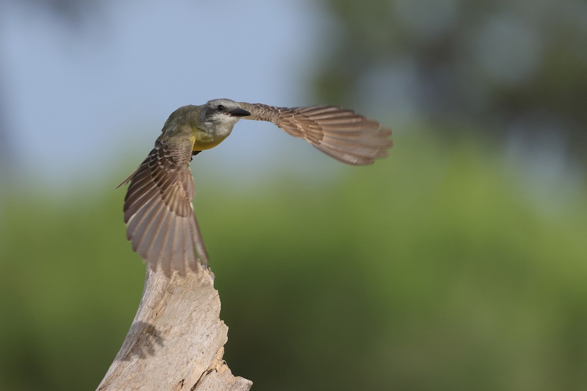 Couch's Kingbird - ML638346217