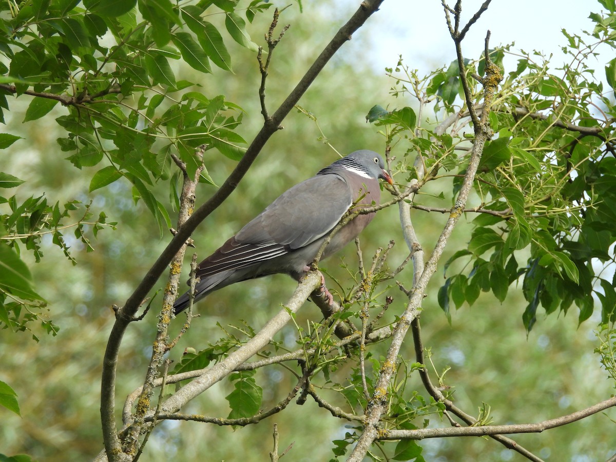 Pagausoa - ML638346218