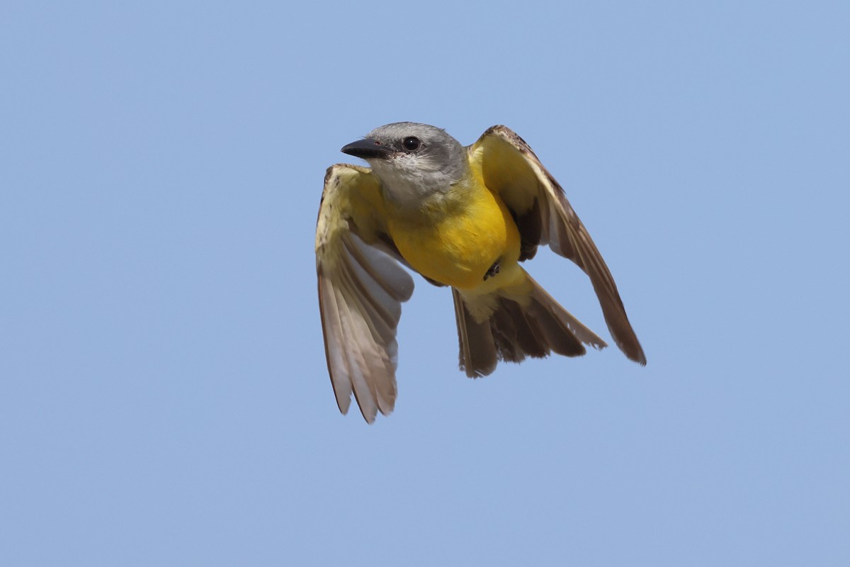 Couch's Kingbird - ML638346219