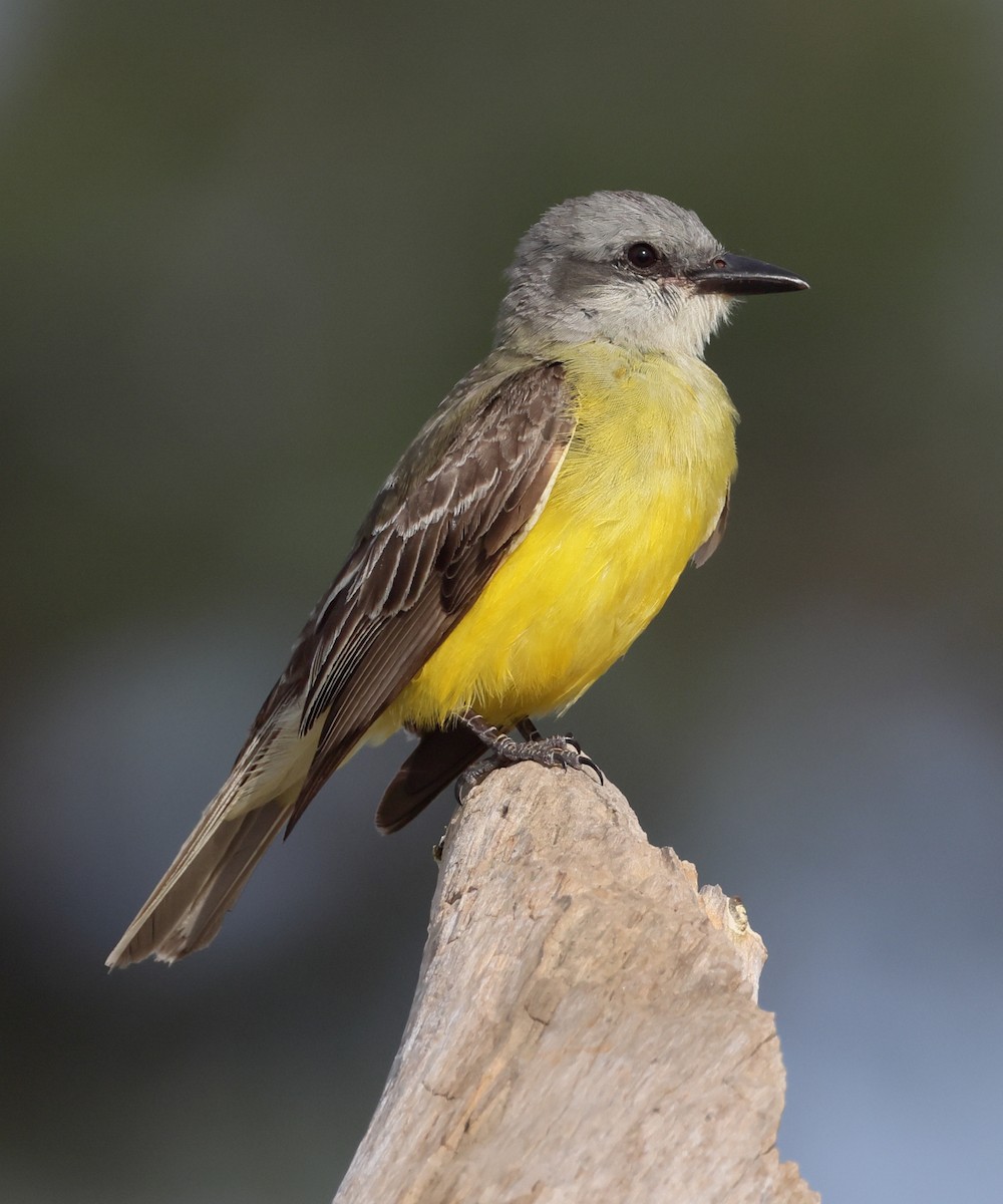Couch's Kingbird - ML638346221