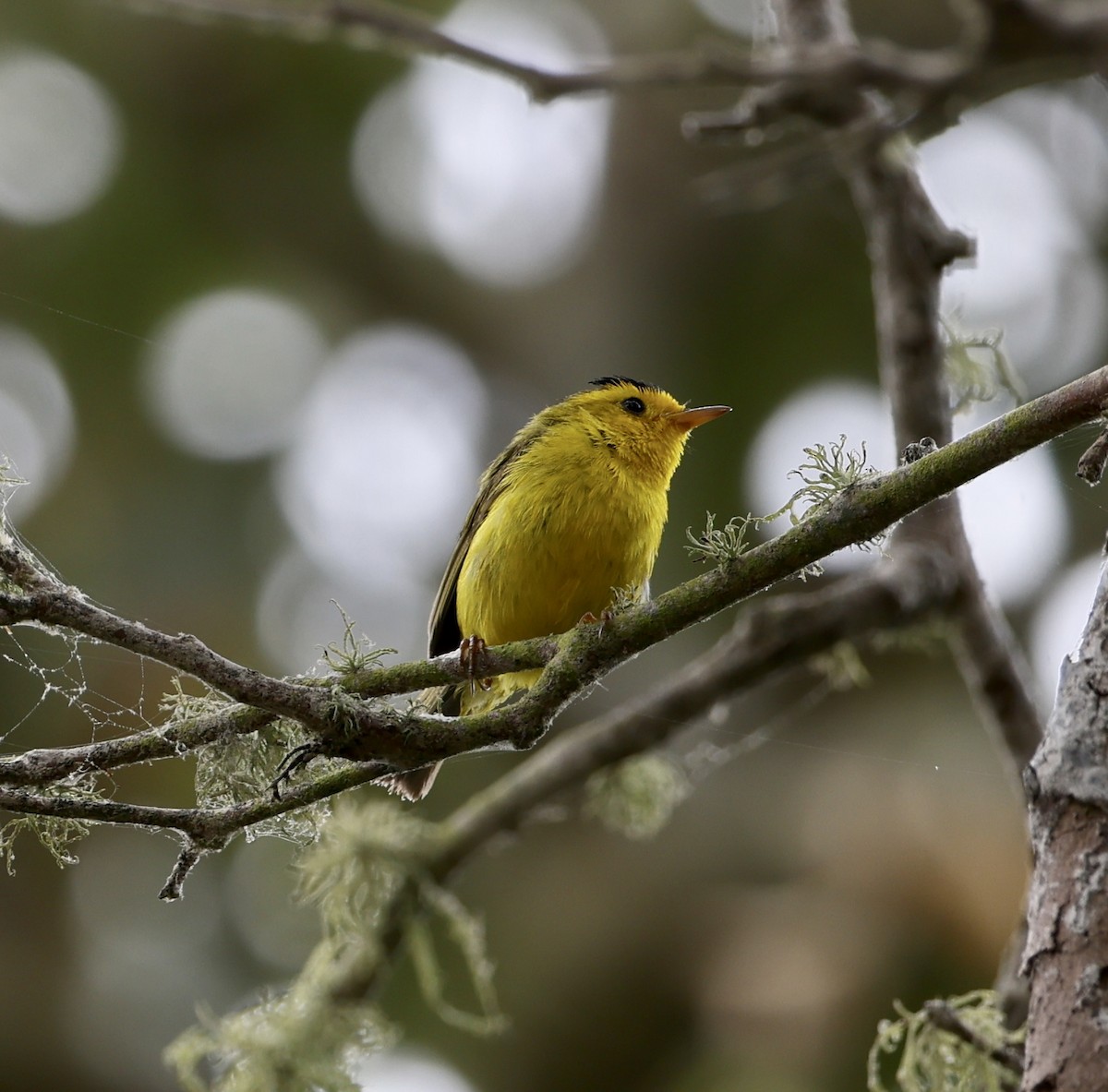 Wilson's Warbler - ML638346222