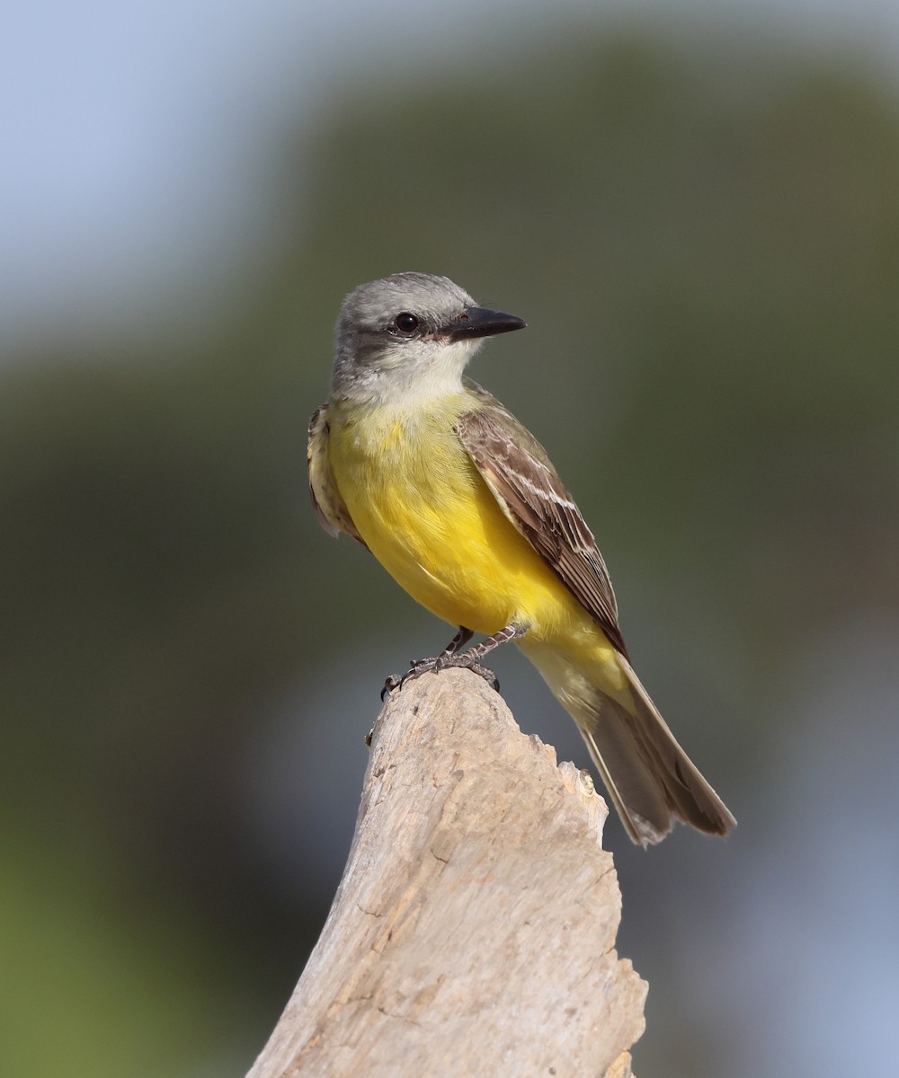 Couch's Kingbird - ML638346224