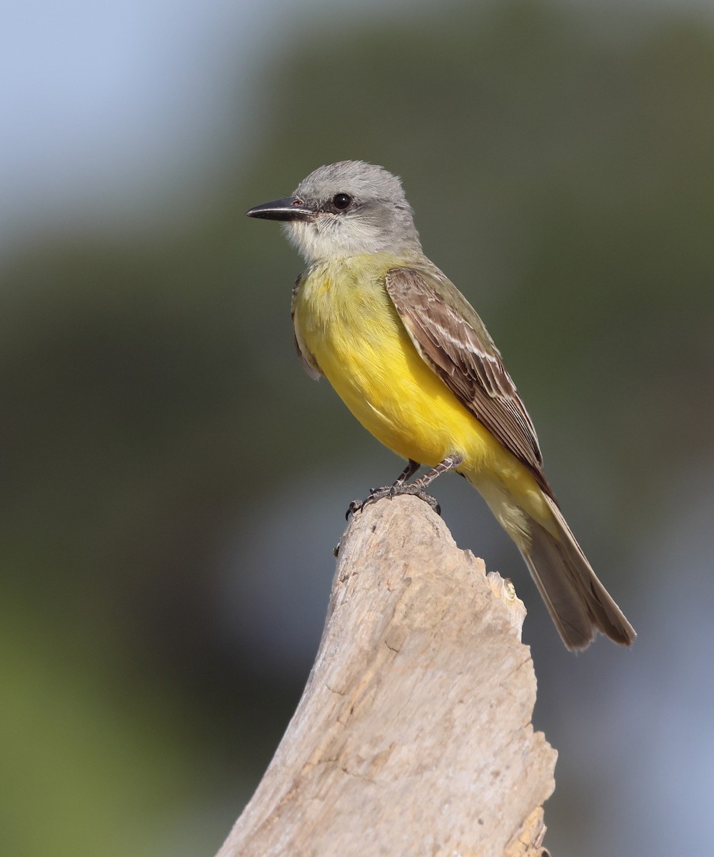 Couch's Kingbird - ML638346227