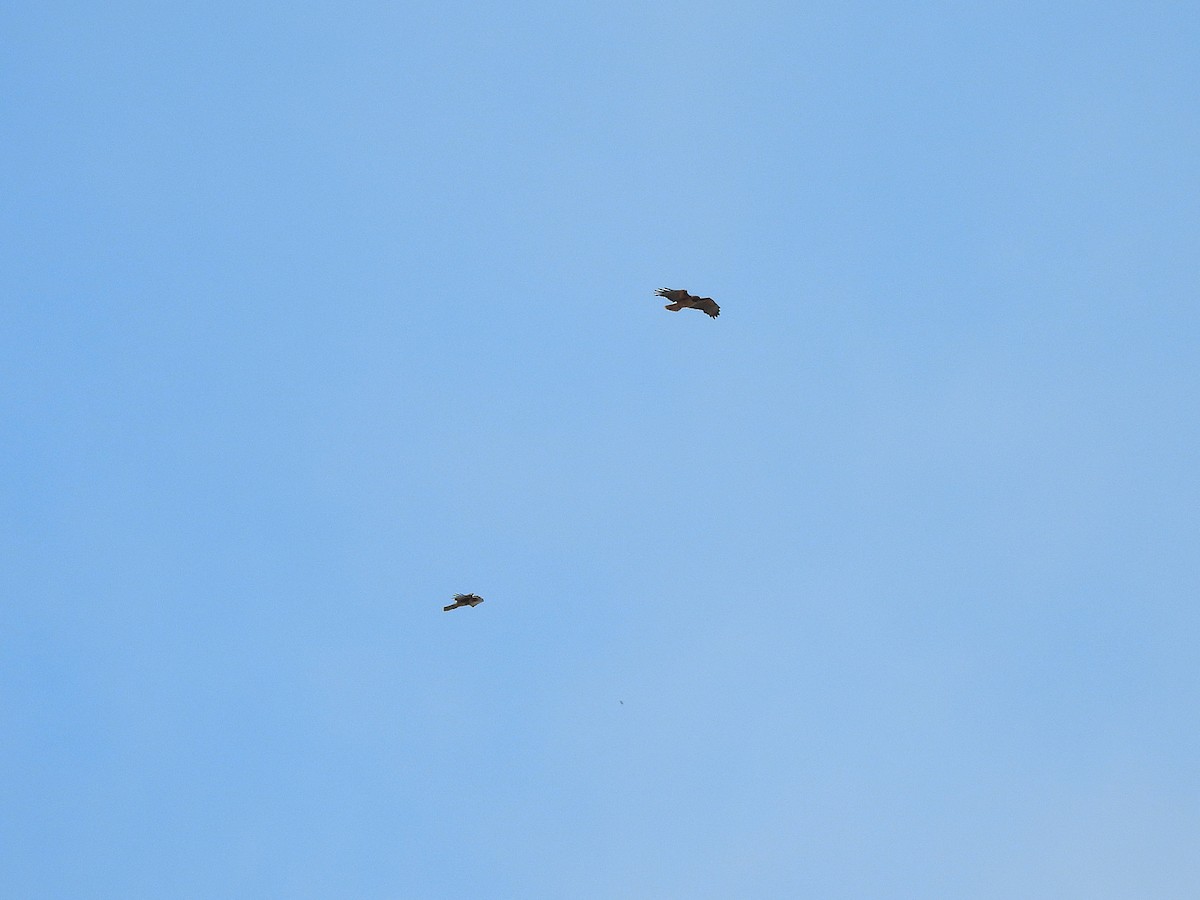 Rotschwanzbussard - ML638346233