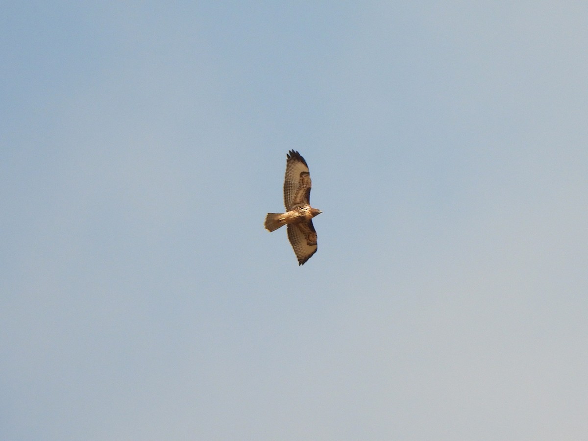 Rotschwanzbussard - ML638346234