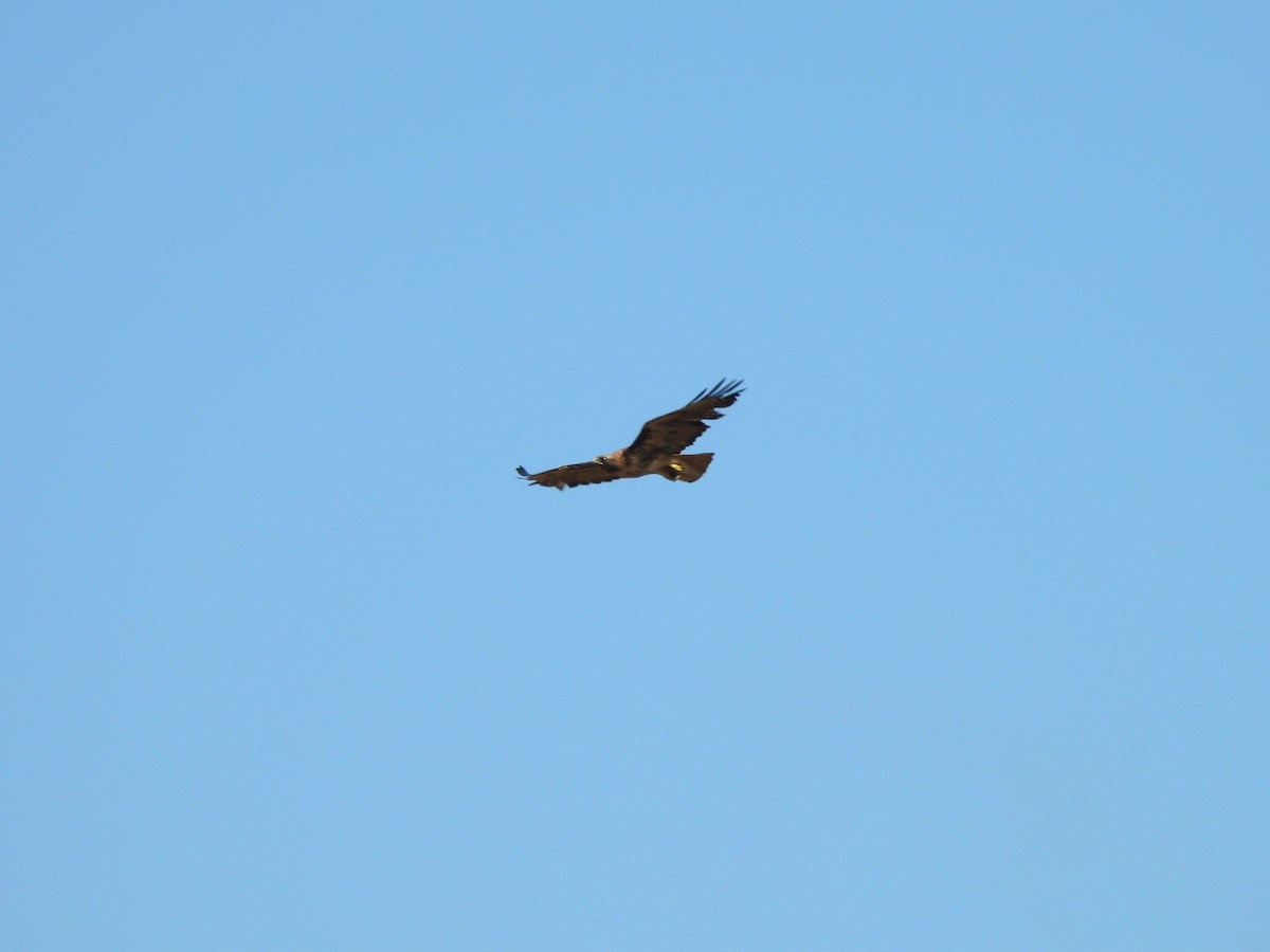 Rotschwanzbussard - ML638346235