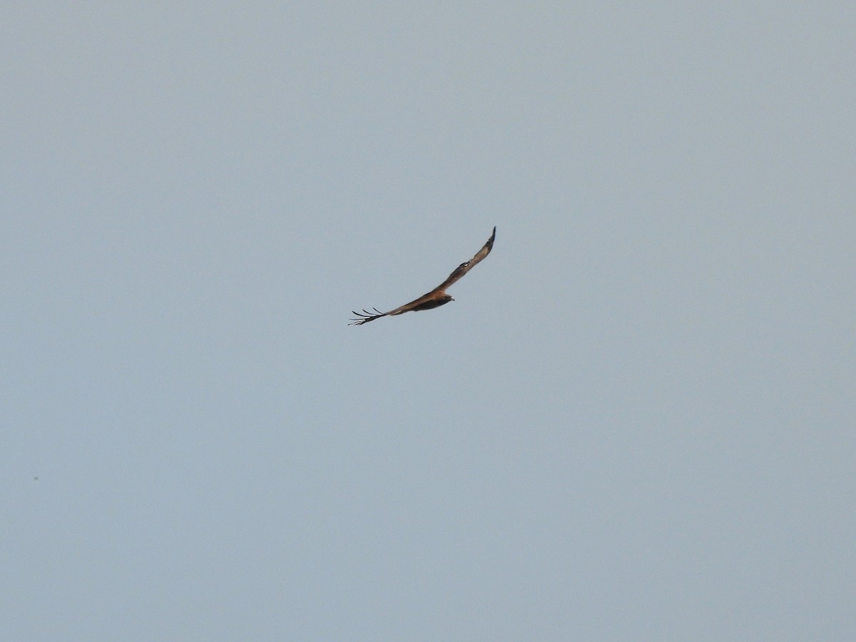 Rotschwanzbussard - ML638346236