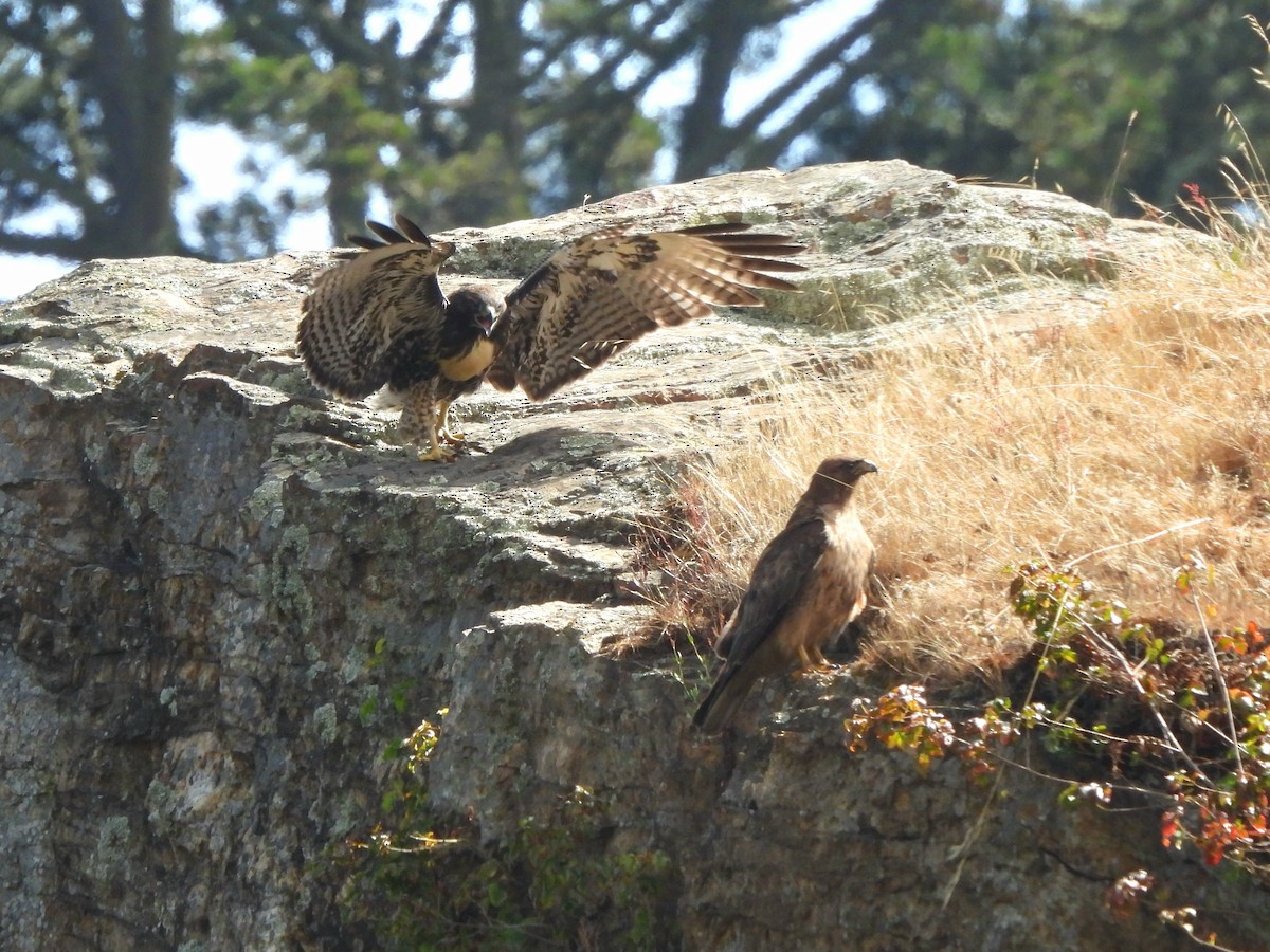 Rotschwanzbussard - ML638346238