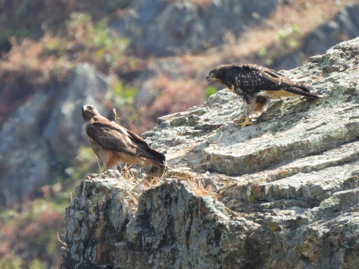 Rotschwanzbussard - ML638346239