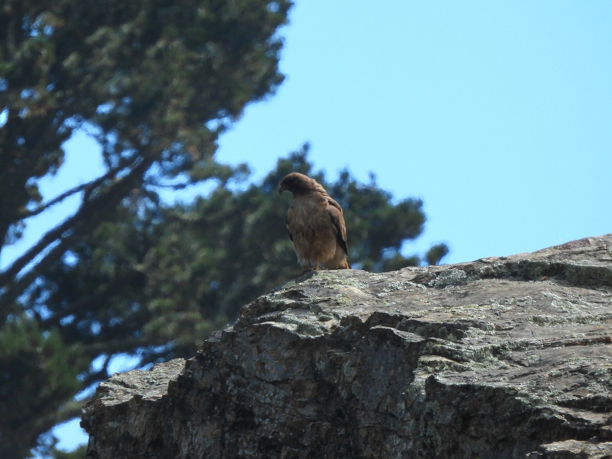 Rotschwanzbussard - ML638346240