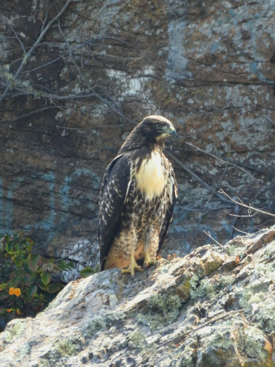 Rotschwanzbussard - ML638346241