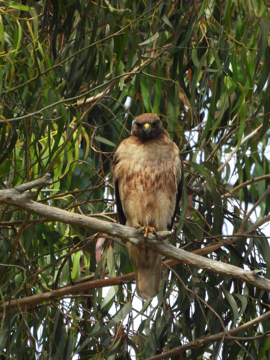Rotschwanzbussard - ML638346242