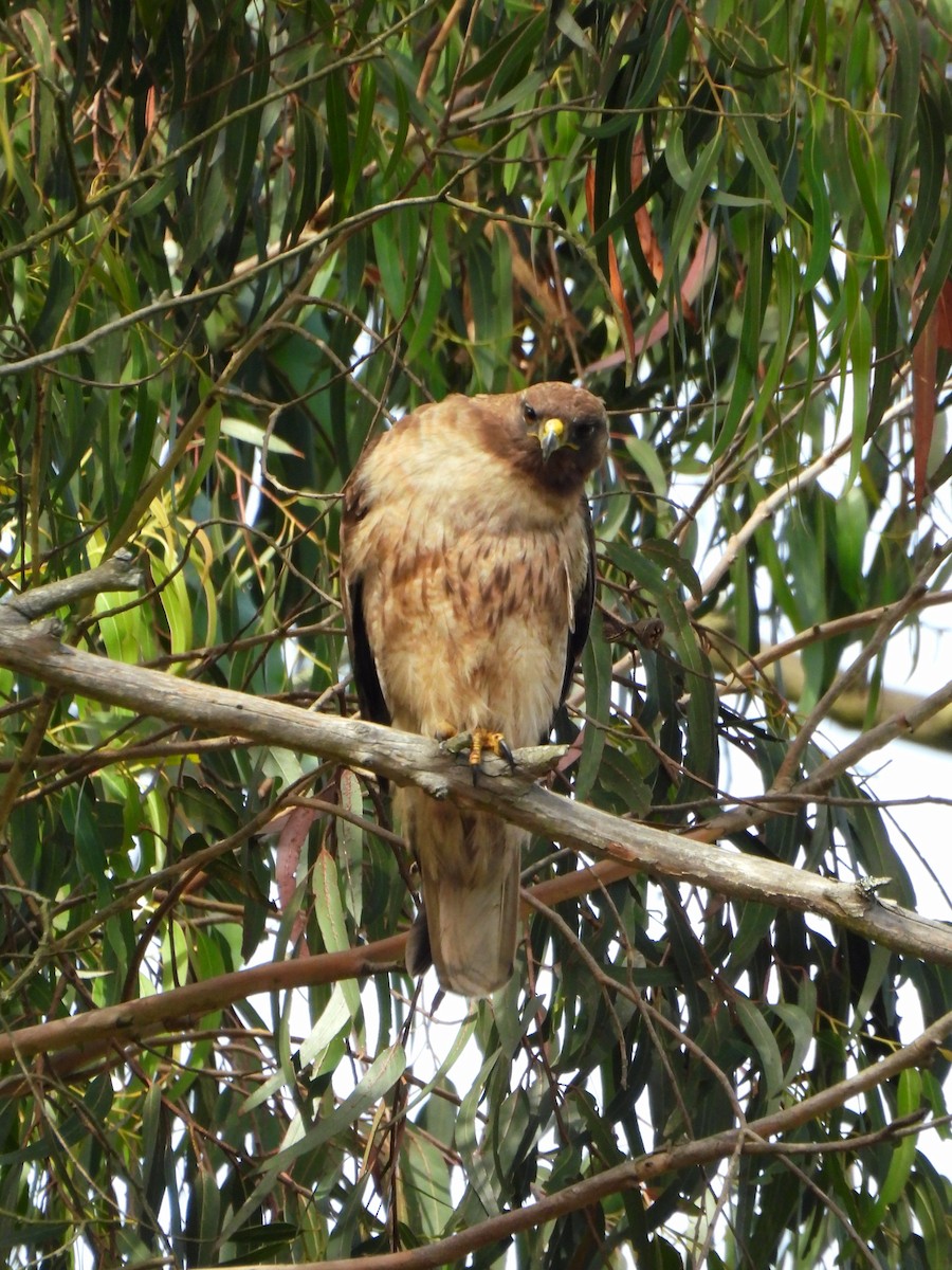 Rotschwanzbussard - ML638346243
