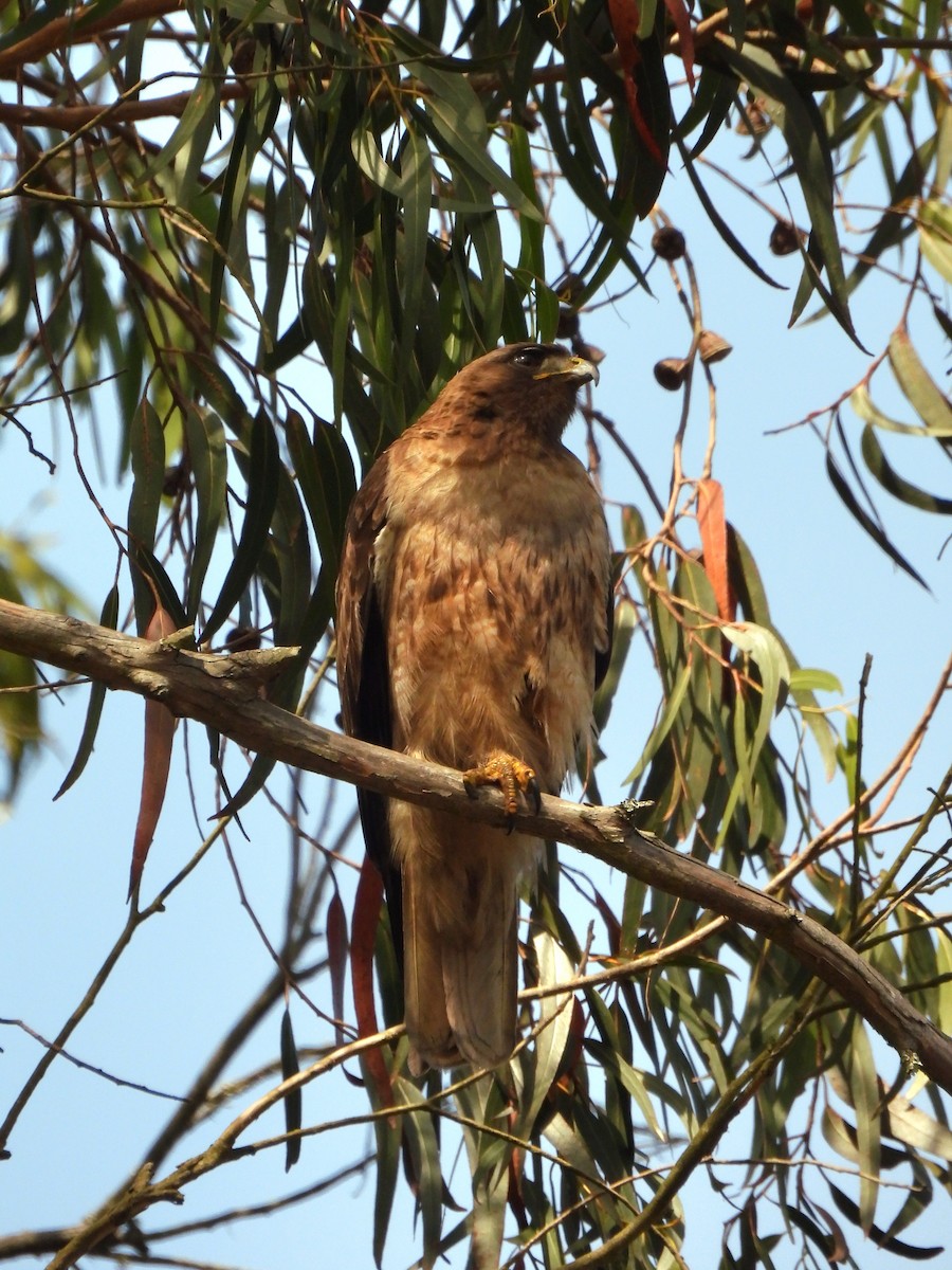 Rotschwanzbussard - ML638346244