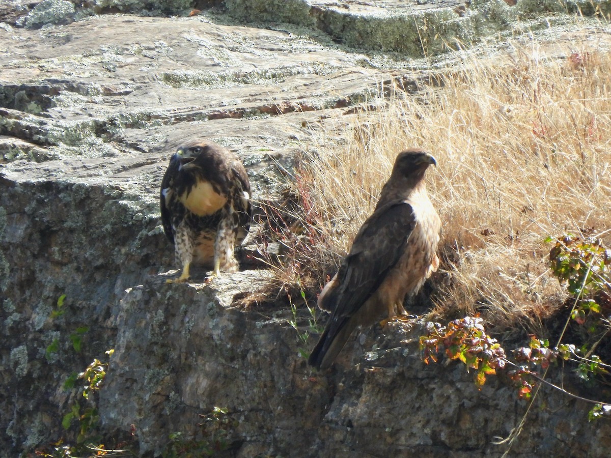 Rotschwanzbussard - ML638346248