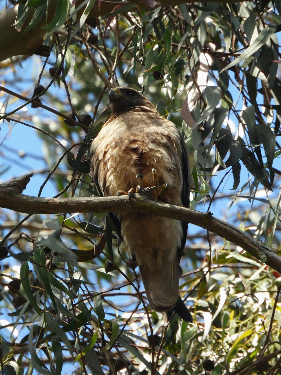 Rotschwanzbussard - ML638346250