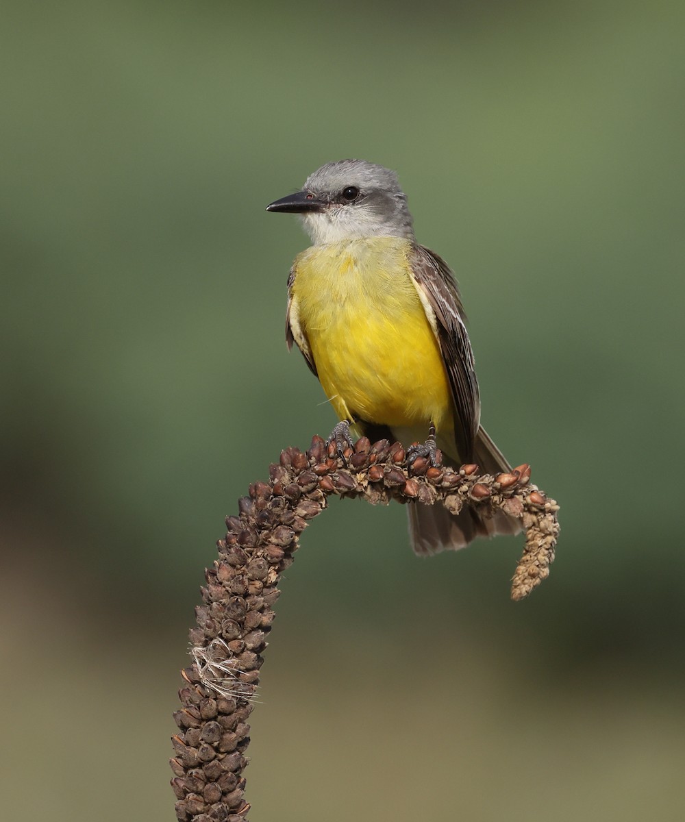 Couch's Kingbird - ML638346252