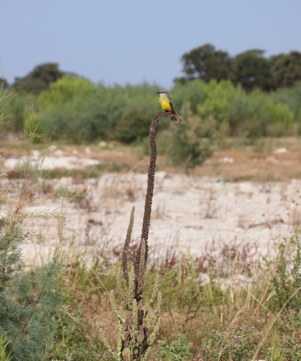 Couch's Kingbird - ML638346261