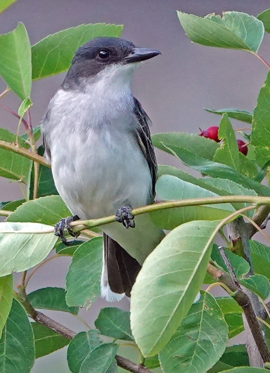 Eastern Kingbird - ML638346262
