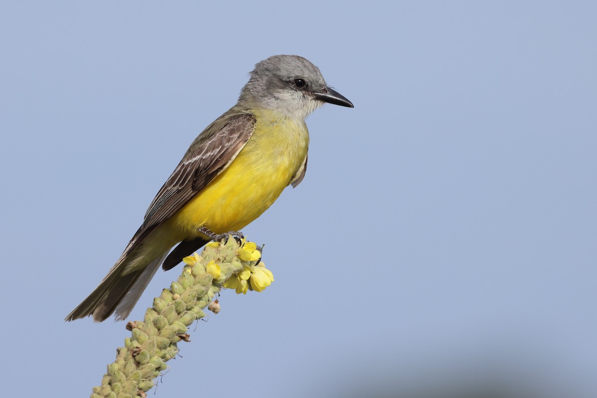 Couch's Kingbird - ML638346269