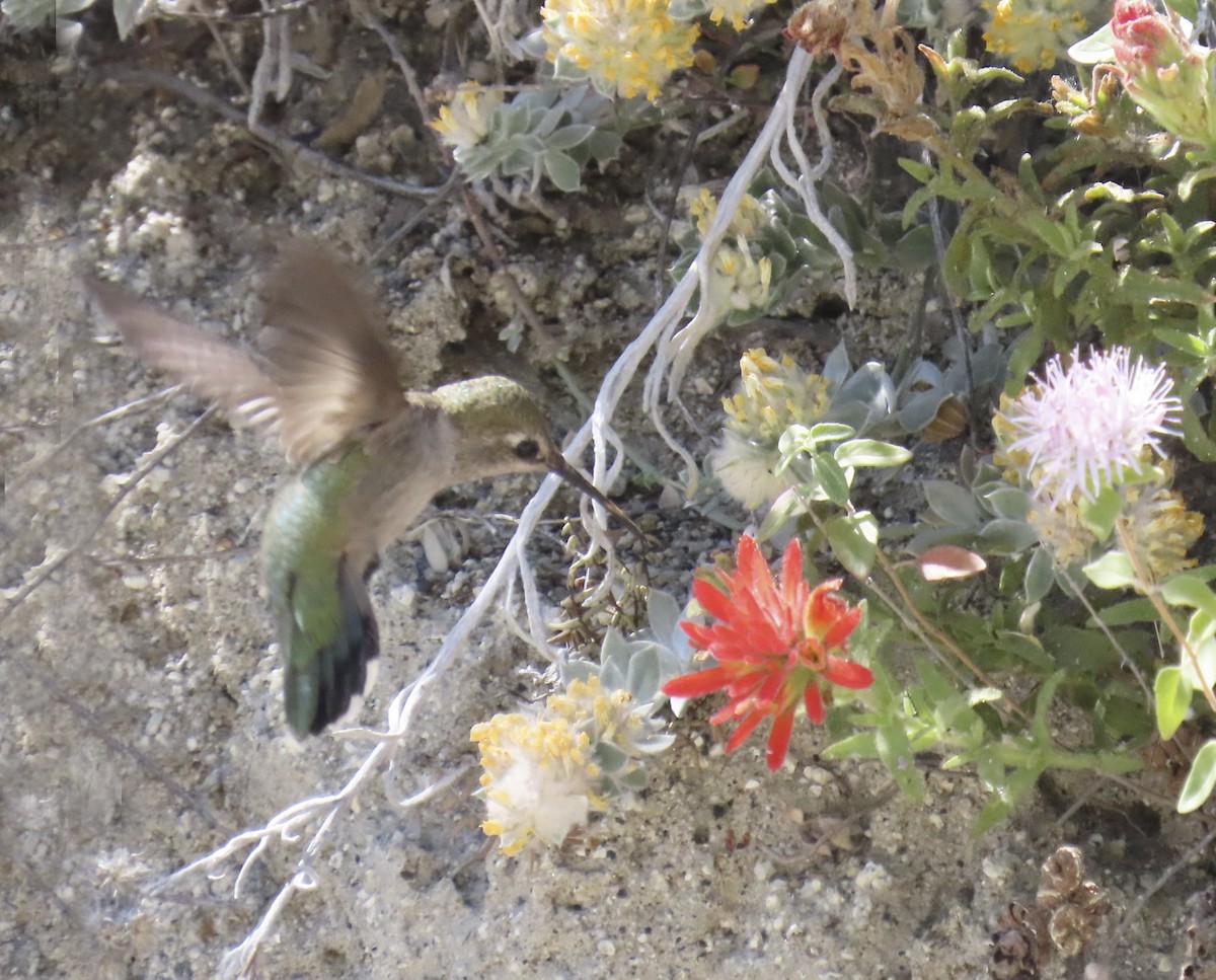 Anna's Hummingbird - ML638346281