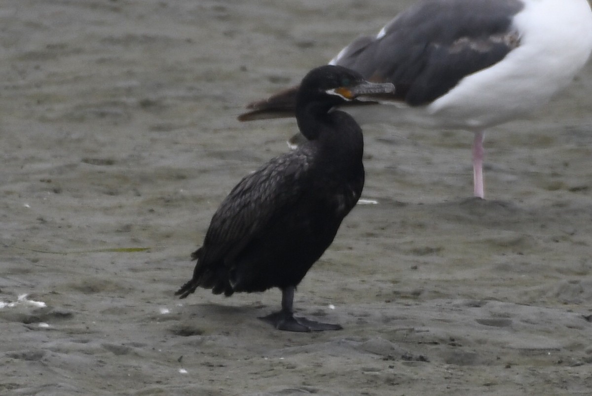 Neotropic Cormorant - ML638346284