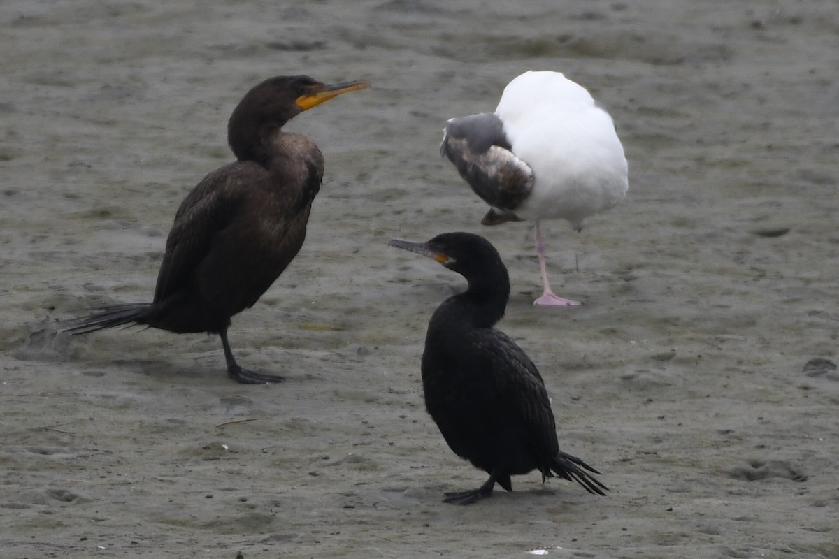 Neotropic Cormorant - ML638346285