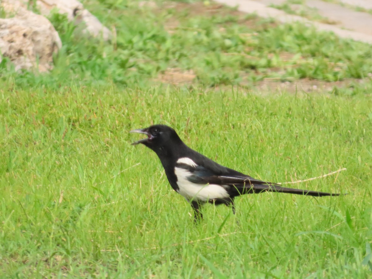 Oriental Magpie - ML638346288
