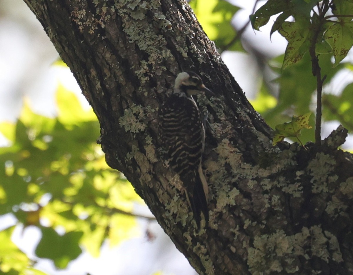 Red-cockaded Woodpecker - ML638346294