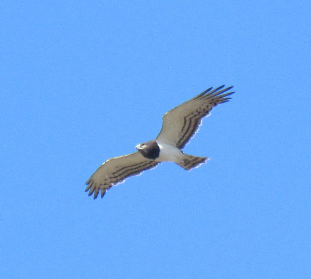 Circaète à poitrine noire - ML638346298