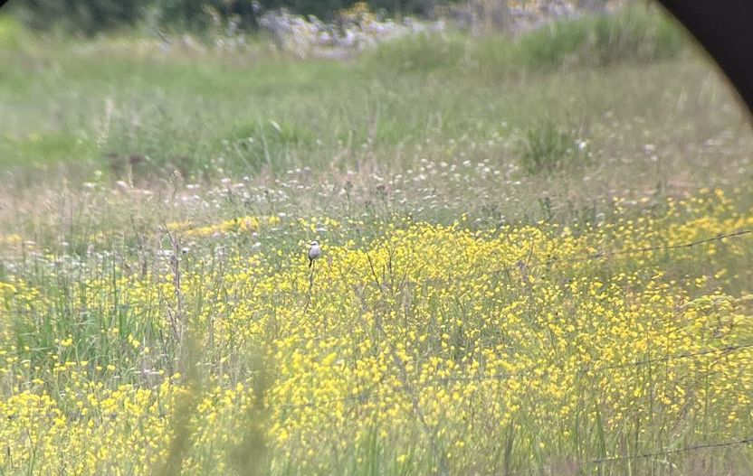 Scissor-tailed Flycatcher - ML638346302