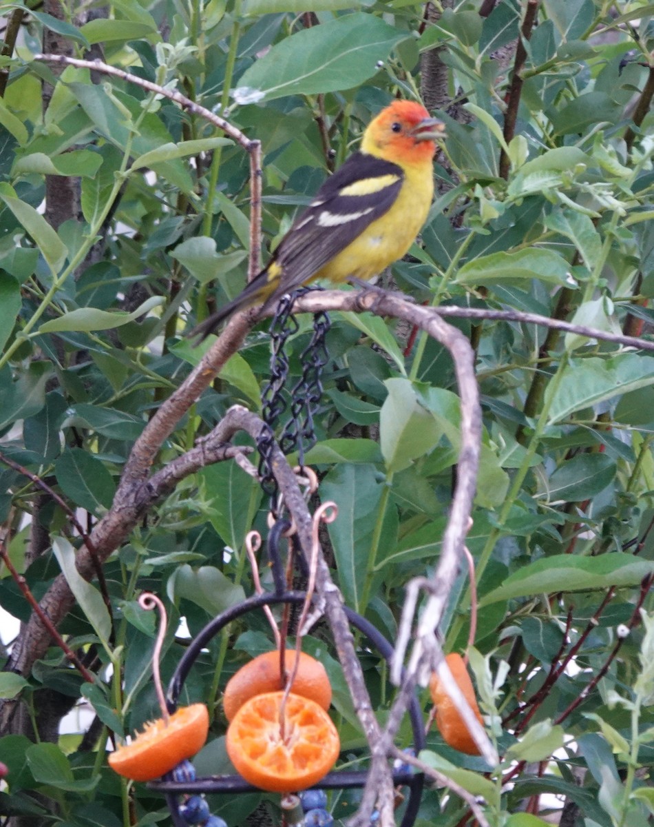 Western Tanager - ML638346305