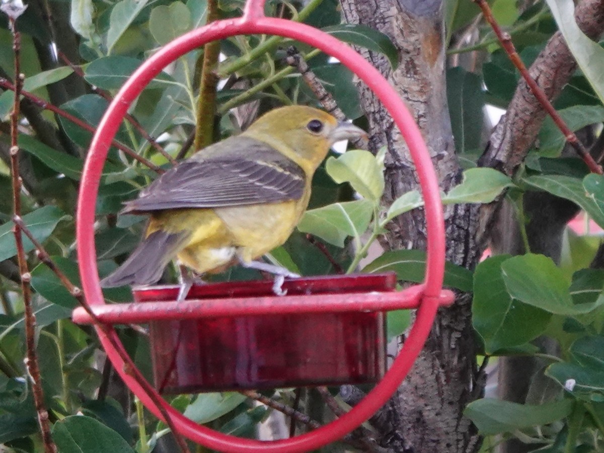 Western Tanager - ML638346306