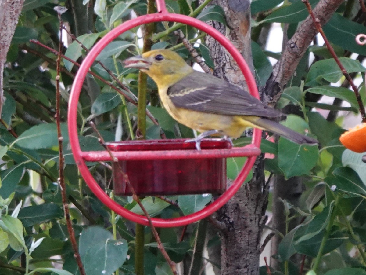 Western Tanager - ML638346307
