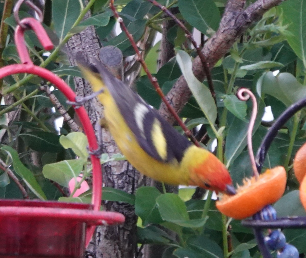 Western Tanager - ML638346308