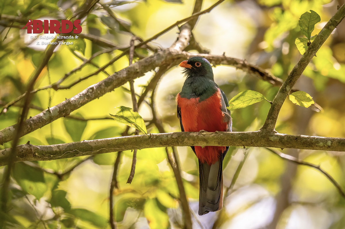 oransjenebbtrogon - ML638346318