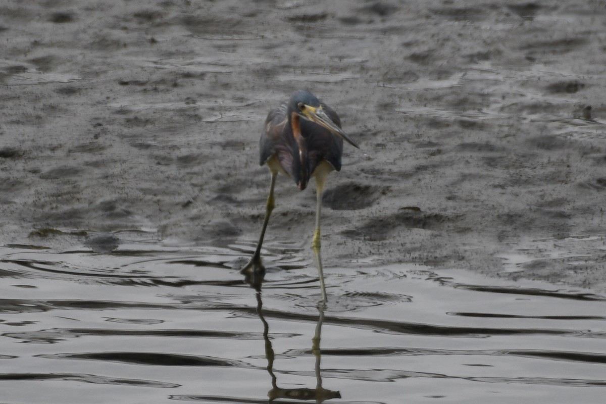 Tricolored Heron - ML638346336