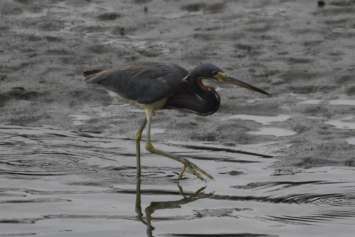Tricolored Heron - ML638346337