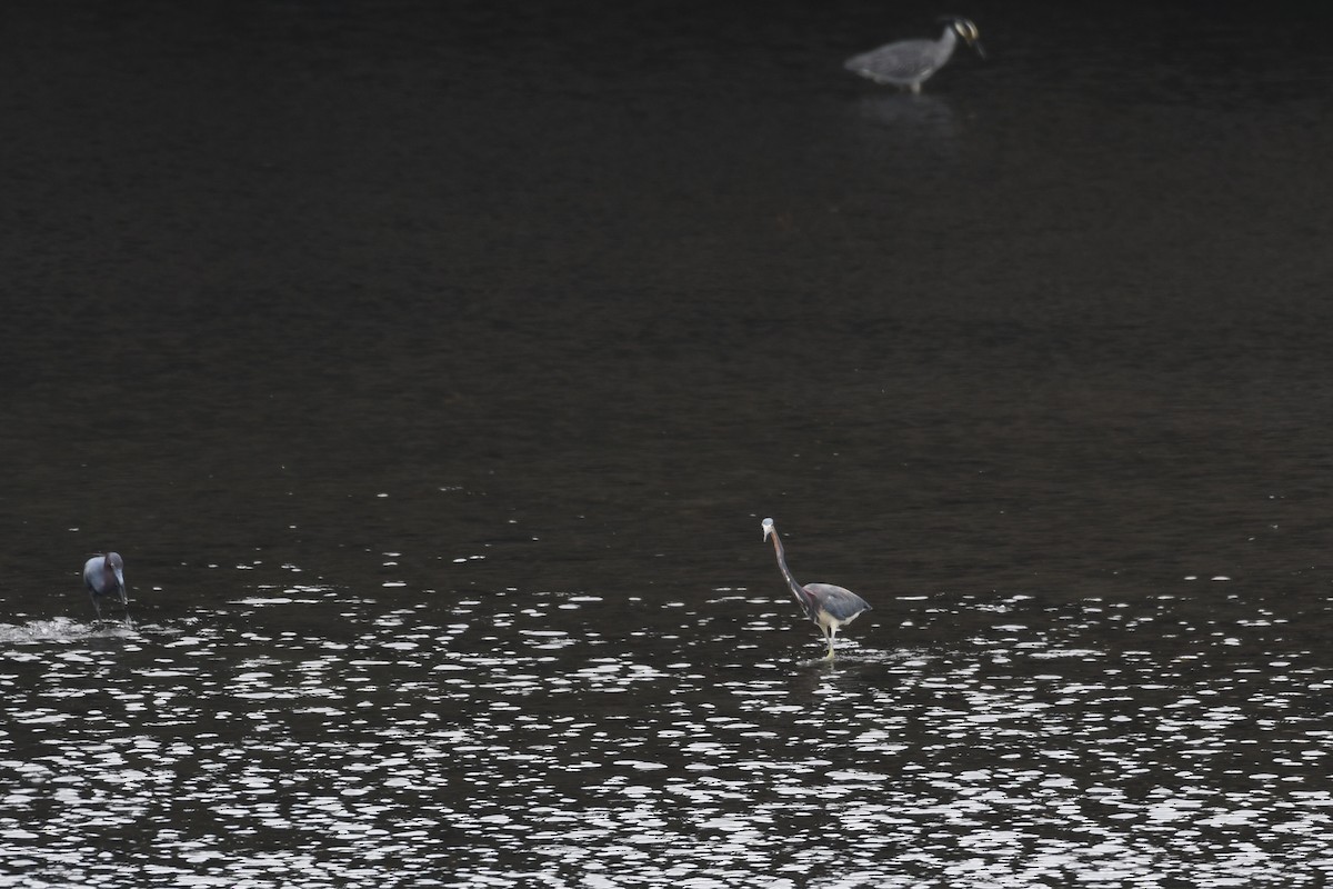Tricolored Heron - ML638346338