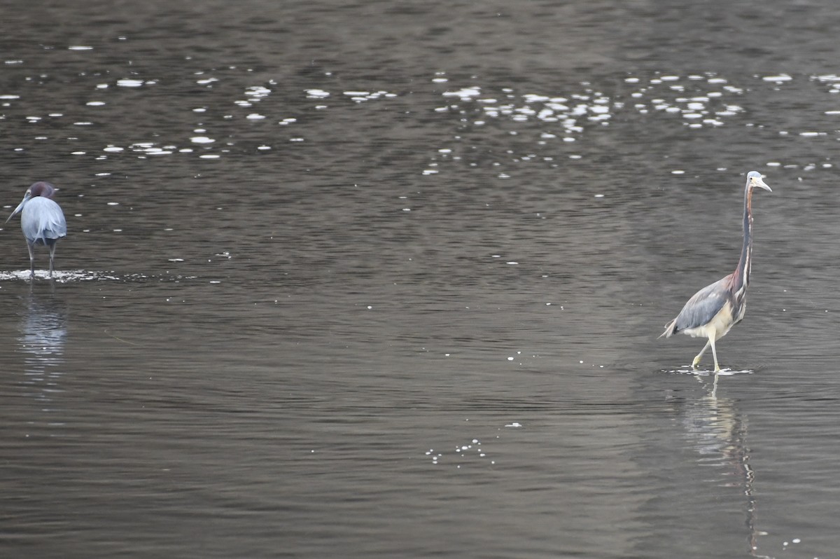 Tricolored Heron - ML638346343
